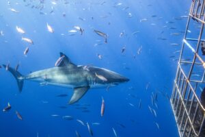 Shark5 Opt